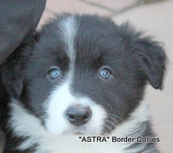 Black and white male, Medium to Rough coated, Border collie puppy